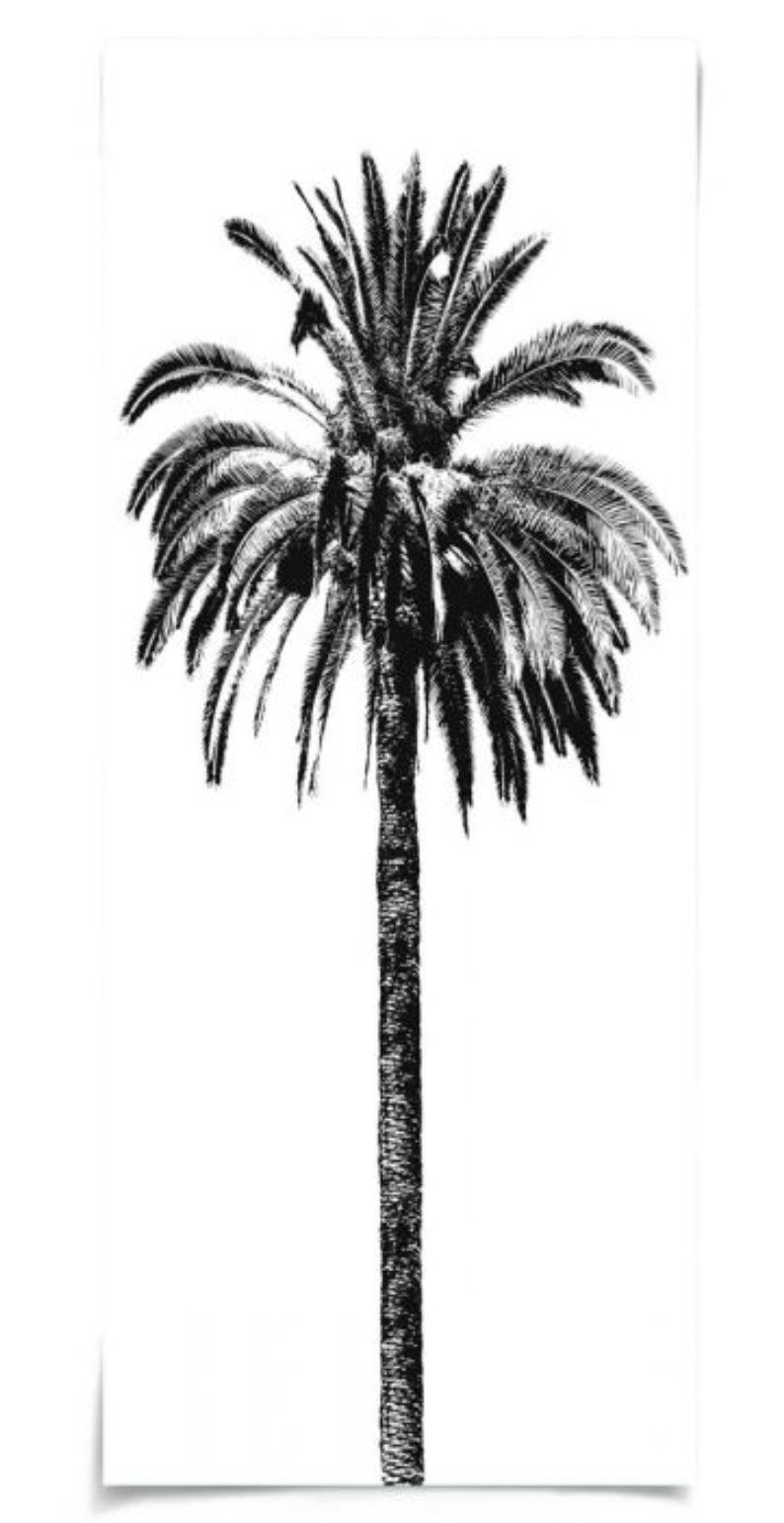 Natural Curiosities Elysian Palm Photograph