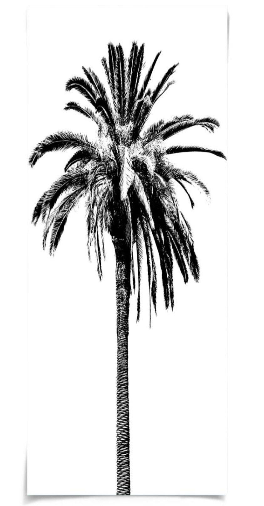 Natural Curiosities Elysian Palm Panel 4