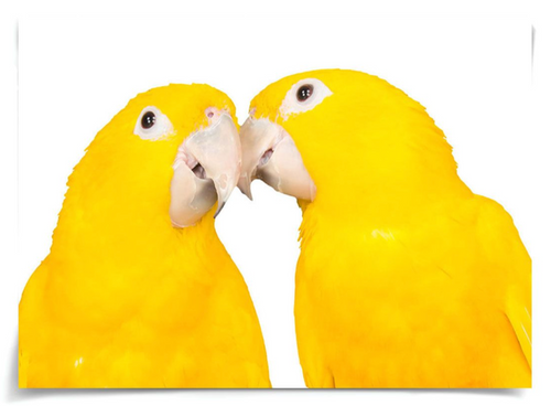 Yellow Birds, Animals 4 Art by Natural Curiosities