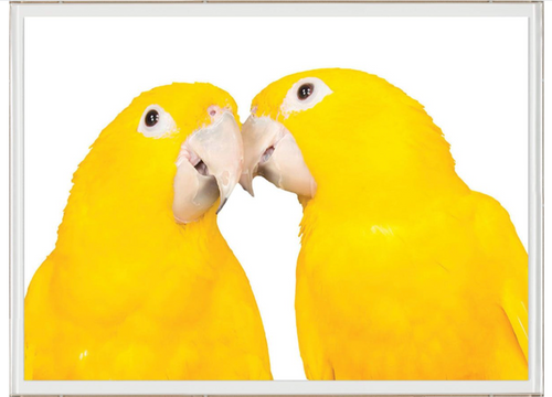 Yellow Birds, Animals 4 Art by Natural Curiosities