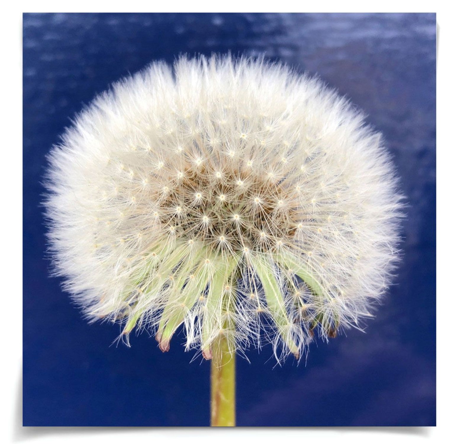 Natural Curiosities Flower Collection Art