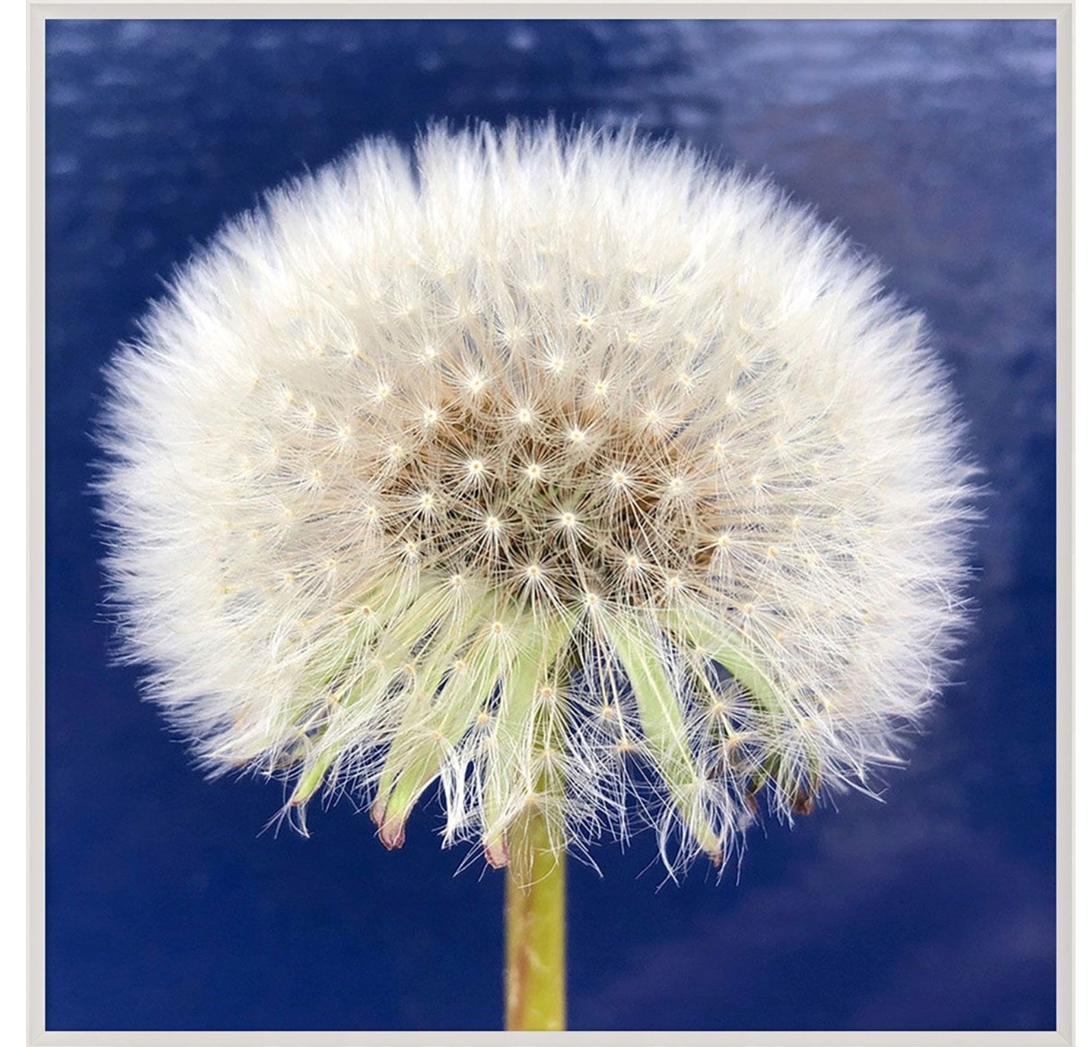 Natural Curiosities Flower Collection Art