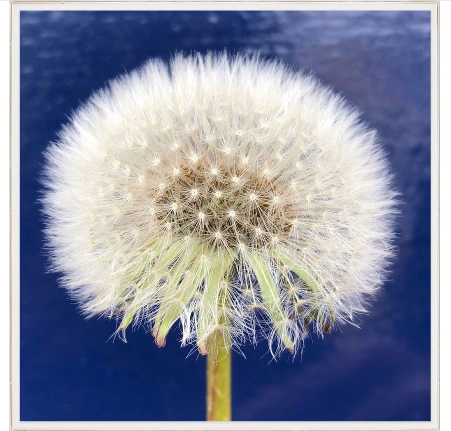 Natural Curiosities Flower Collection Art