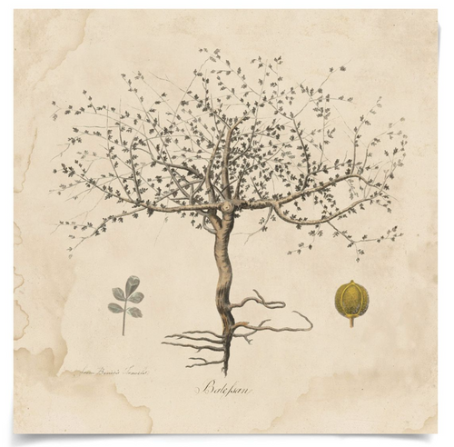 Natural Curiosities Primitivo Wishing Tree