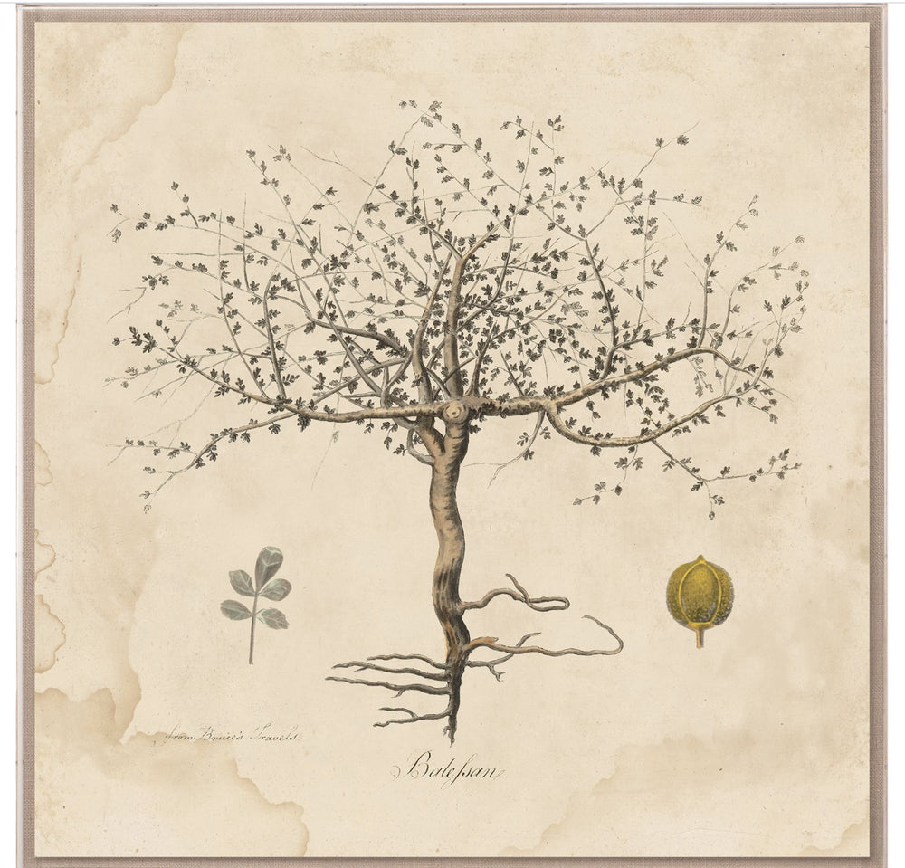 Natural Curiosities Primitivo Wishing Tree