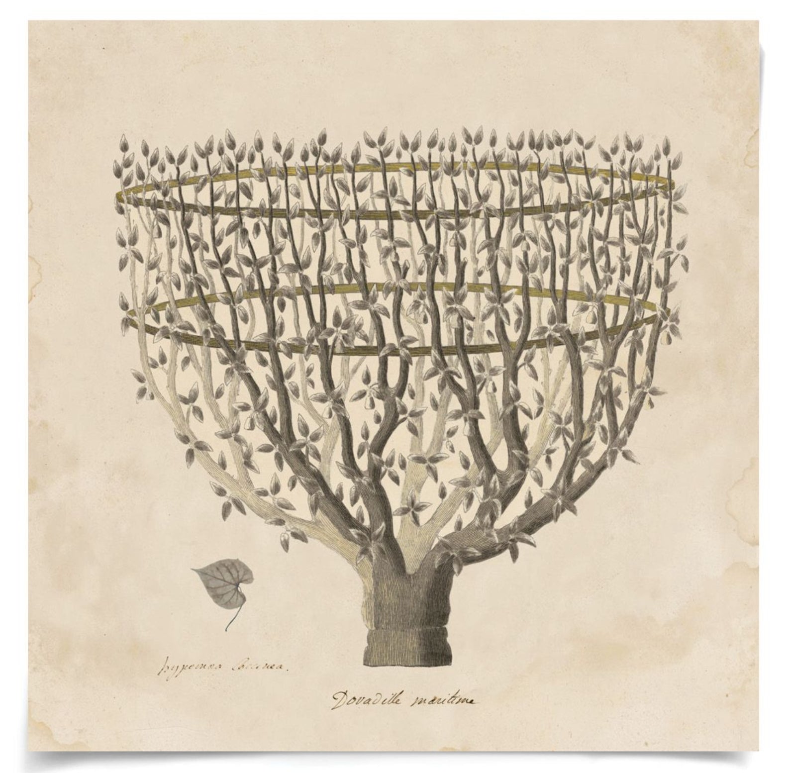 Natural Curiosities Primitivo Fortune Tree Art