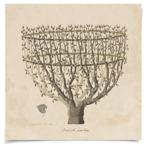 Natural Curiosities Primitivo Fortune Tree Art