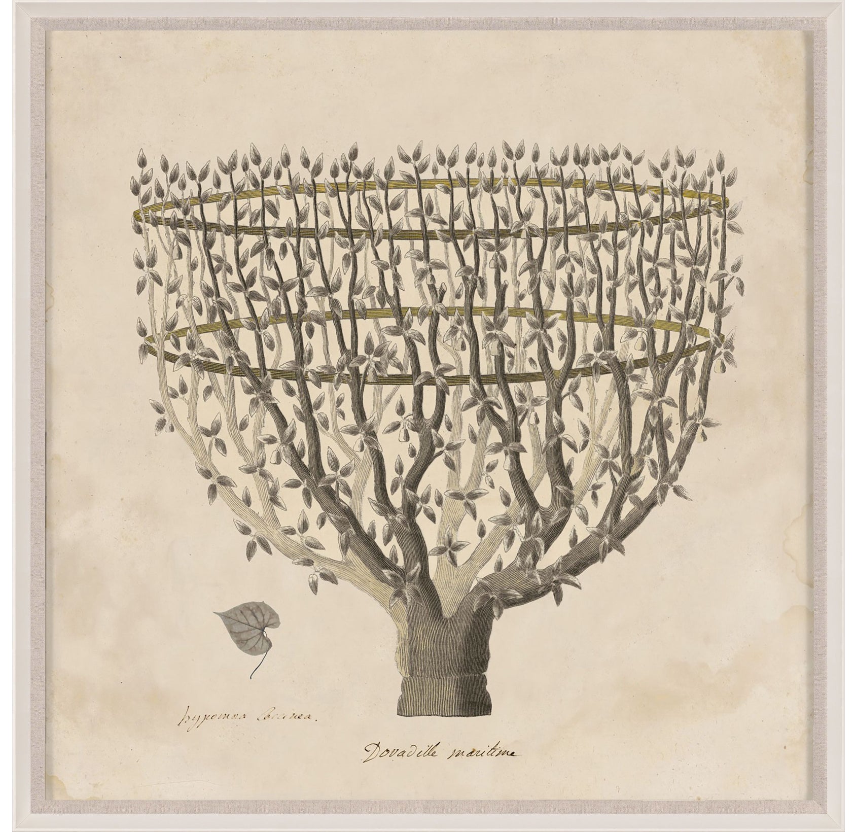 Natural Curiosities Primitivo Fortune Tree Art