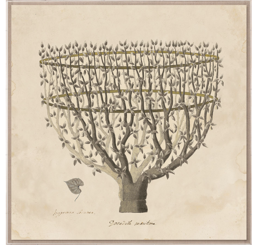 Natural Curiosities Primitivo Fortune Tree Art