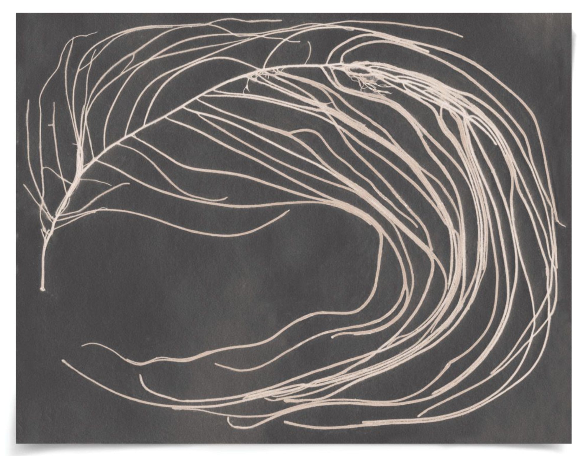 Natural Curiosities Hemingway's Dream Art