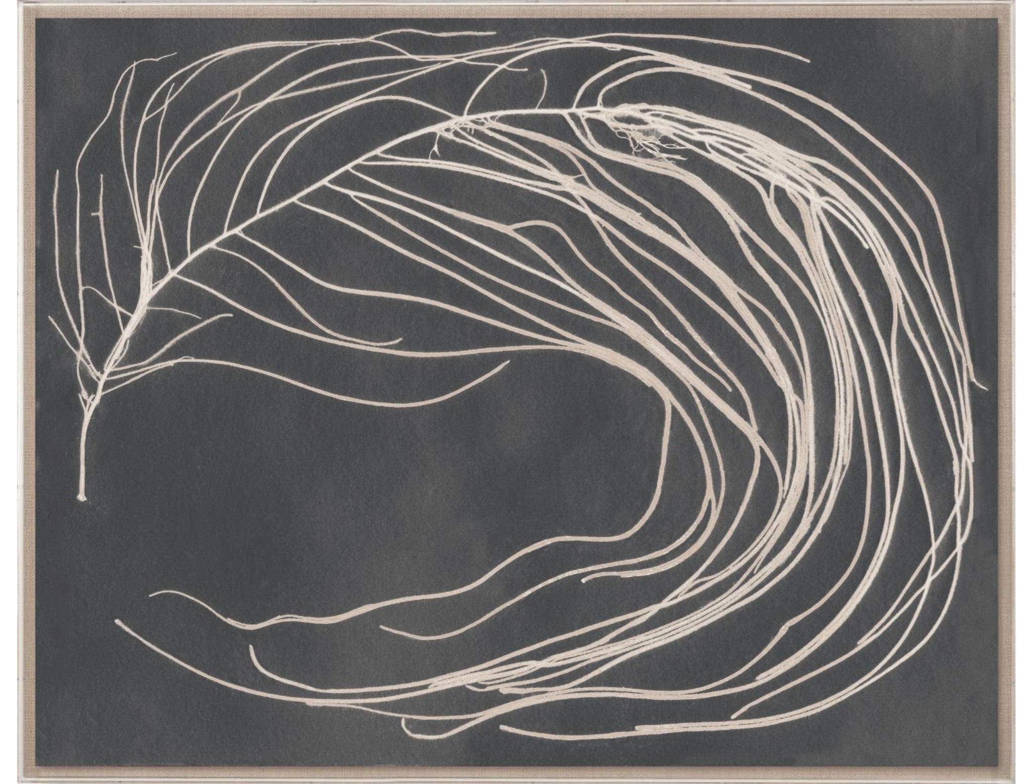 Natural Curiosities Hemingway's Dream Art