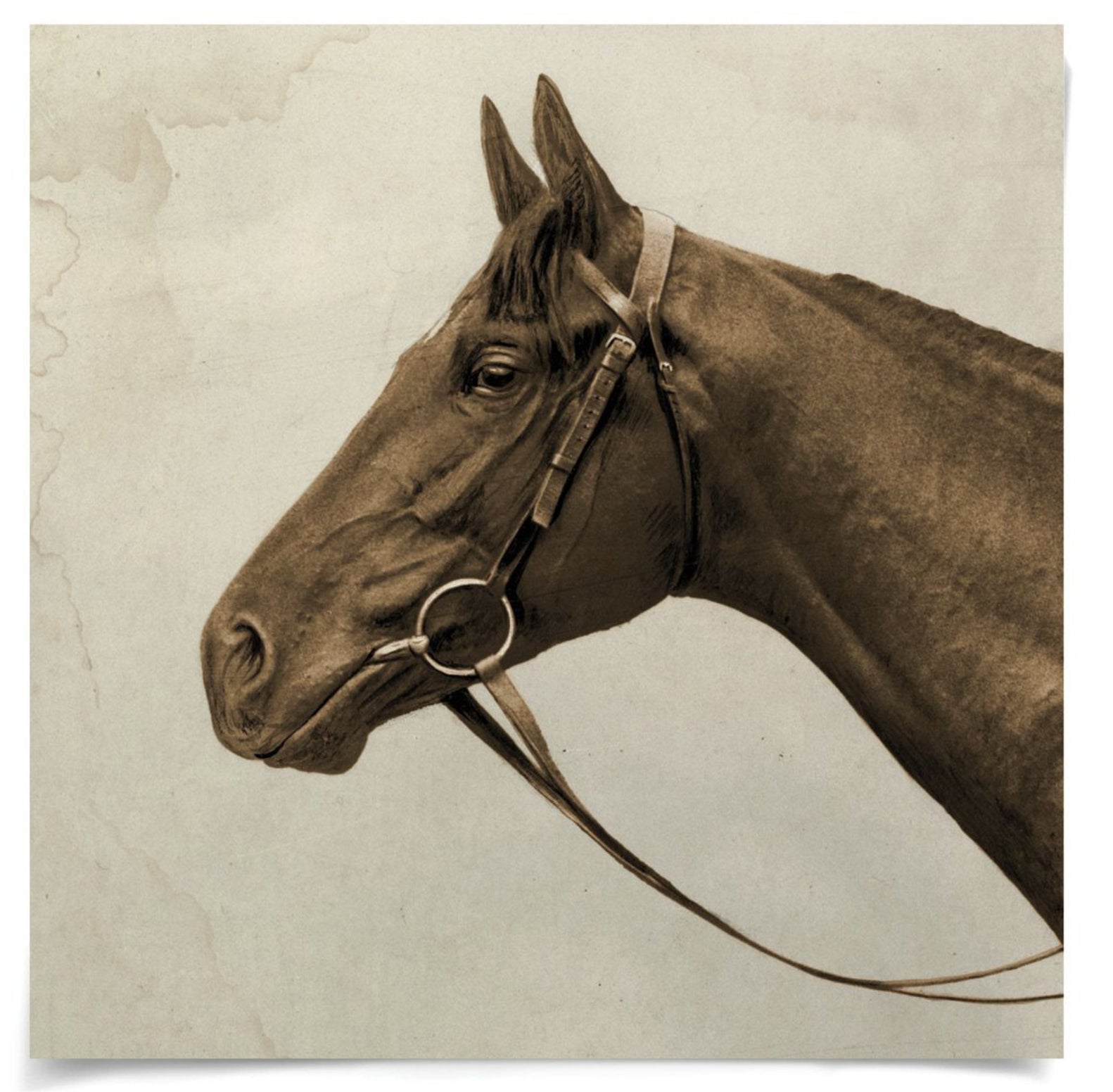 Natural Curiosities Lord Denver Wall Art