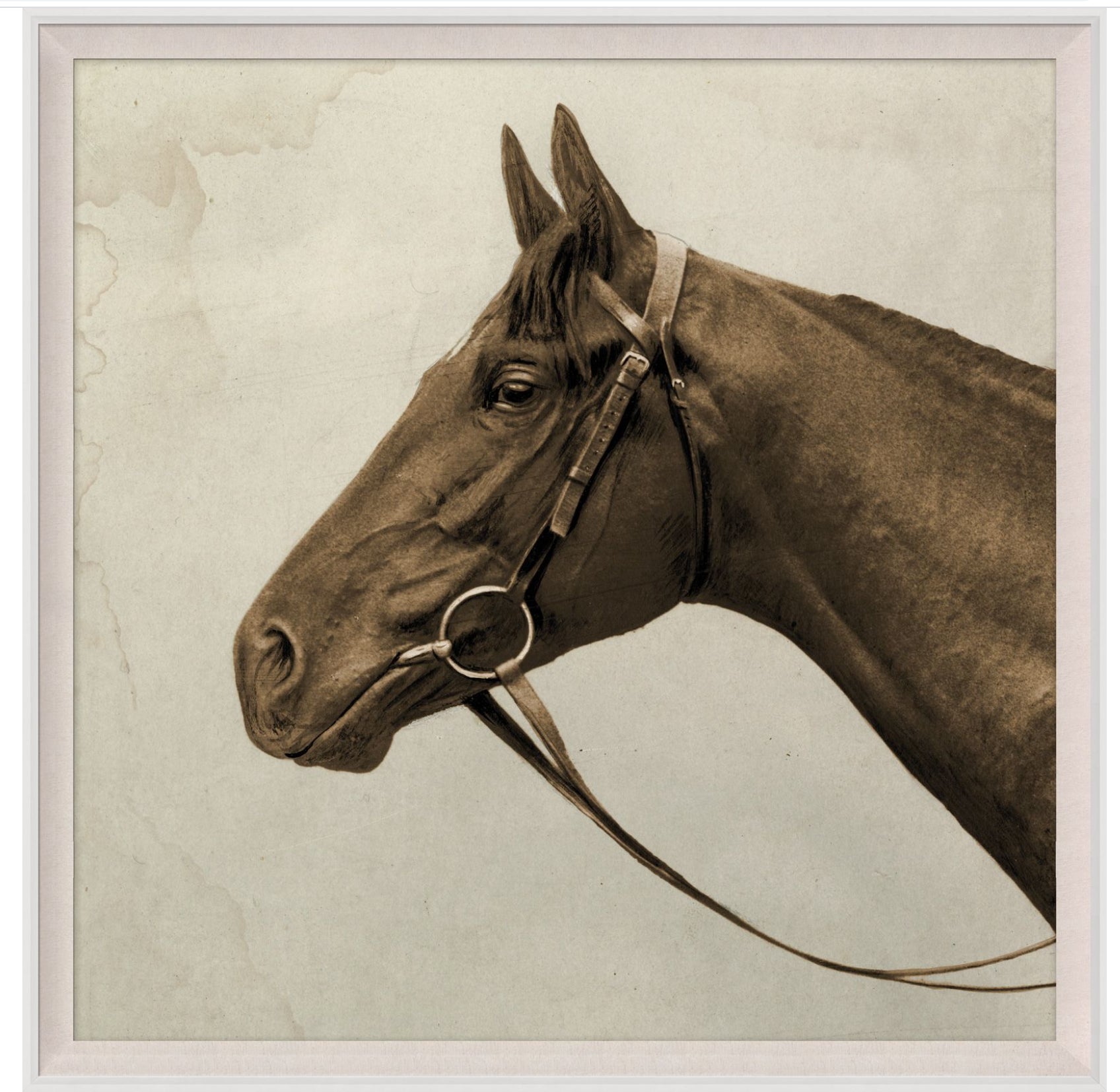 Natural Curiosities Lord Denver Wall Art