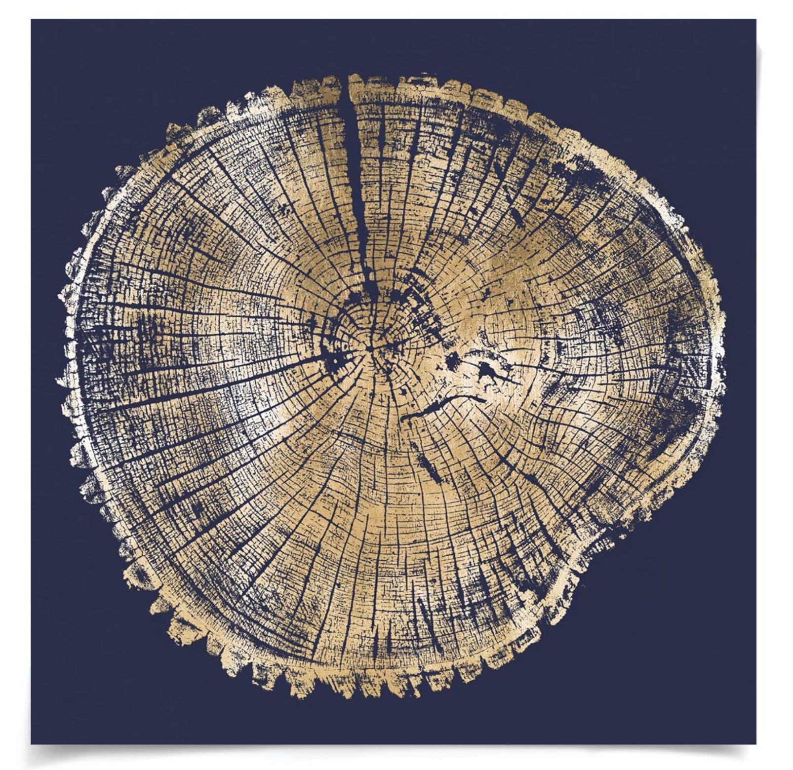 Natural Curiosities Wood Cross Section Gold 1