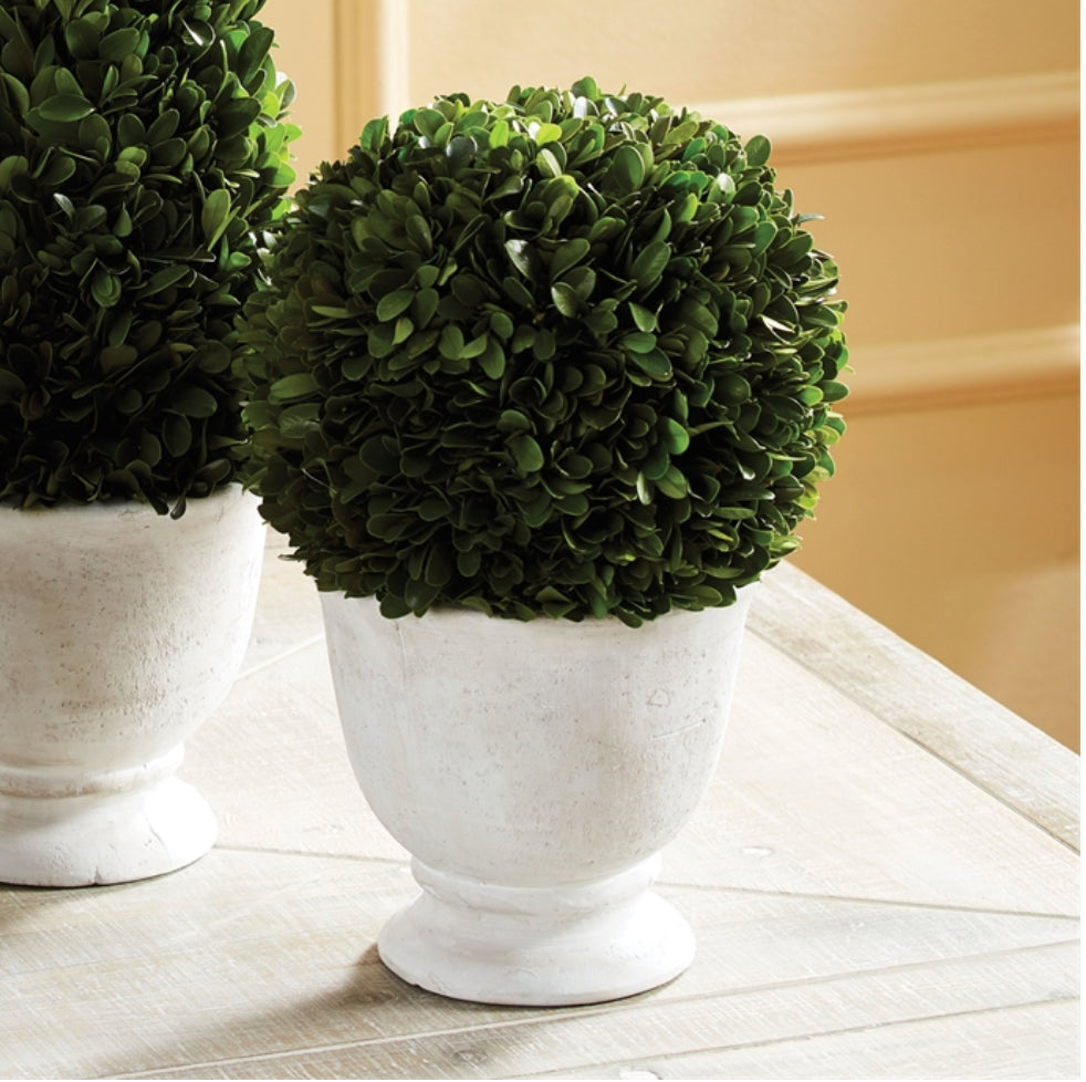 Large Single Boxwood Topiary