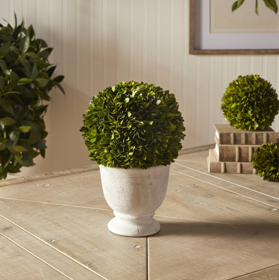 Large Single Boxwood Topiary