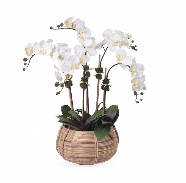 Diane James Cream Phalaenopsis Orchids Cane Basket