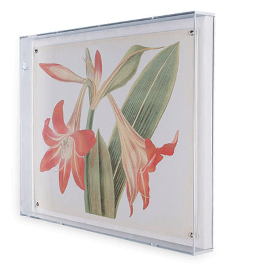 Amaryllis Art in Lucite Frame 20" x 26"