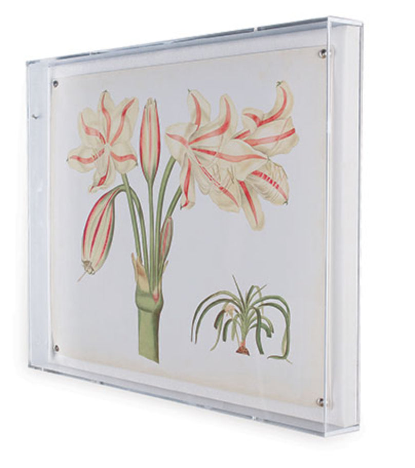 Amaryllis Art II in Lucite Frame 20" x 26"