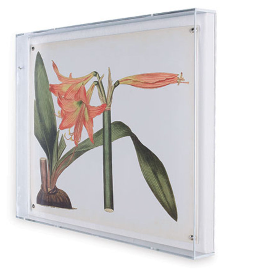 Amaryllis Art IV in Lucite Frame 20" x 26"