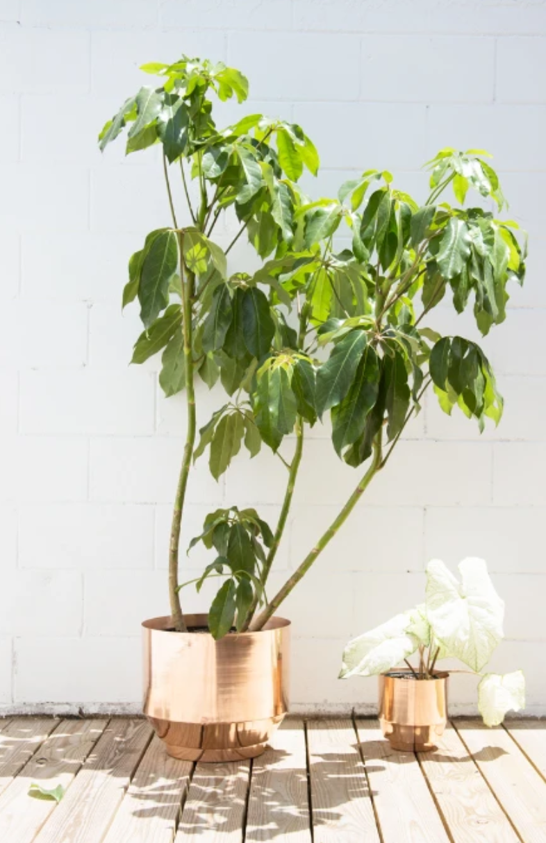 large copper planter indoor Yield Design 8" Copper Spun Planter