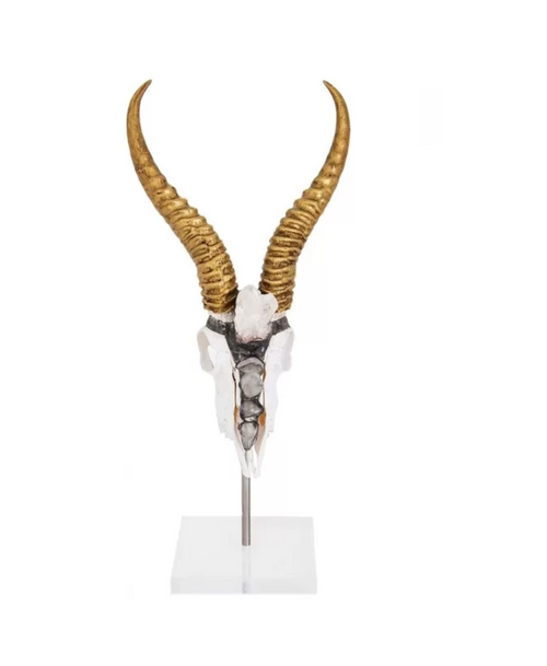 Springbok Skull Mounted with Horns Wall Décor by Jamie Dietrich