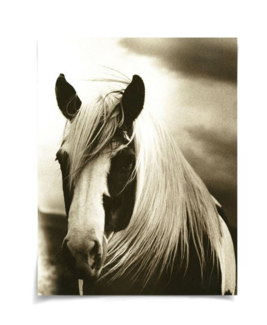 Natural Curiosities Hyden Horses Mussed