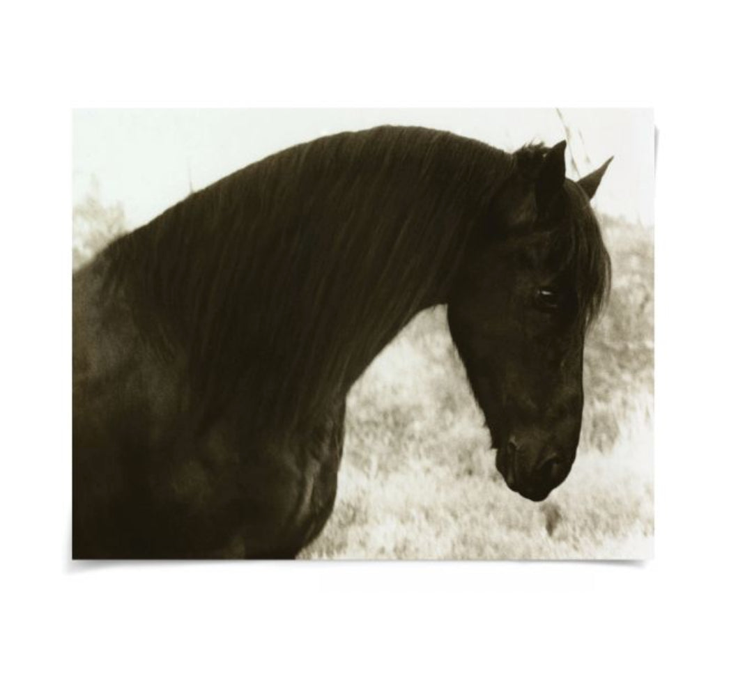 Natural Curiosities Hyden Horses Peaceful