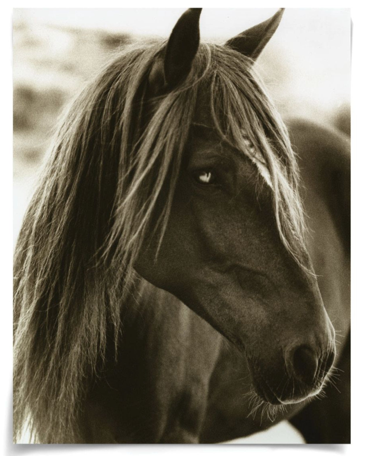 Natural Curiosities Hyden Horses Pensive Art