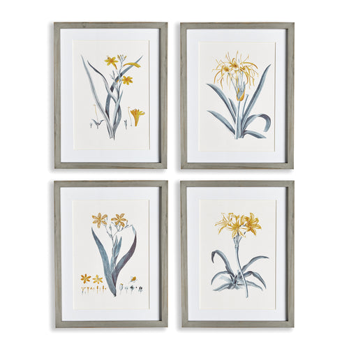 Napa Home And Garden Daffodil Prints, Set Of 4