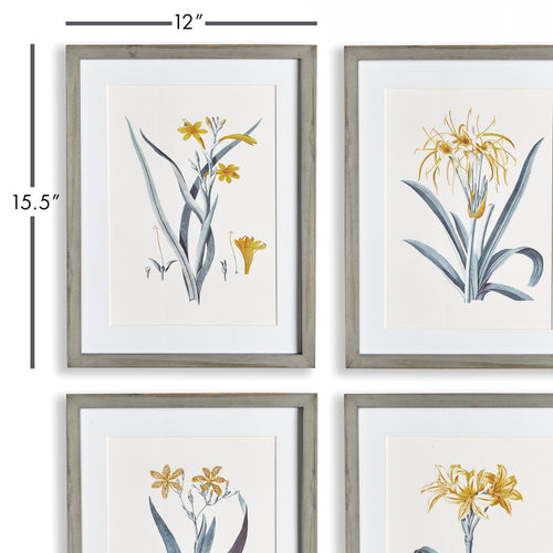 Napa Home And Garden Daffodil Prints, Set Of 4