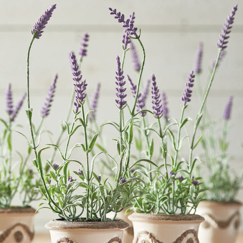 Napa Home And Garden French Lavender Drop In 13", Set Of 6