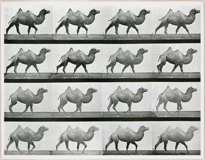 Natural Curiosities Animals in Motion Art