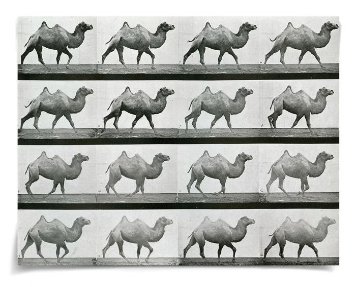 Natural Curiosities Animals in Motion Art