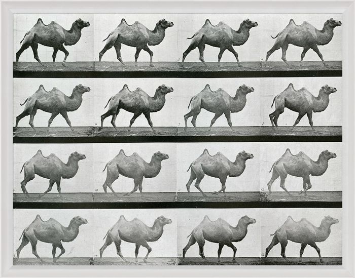 Natural Curiosities Animals in Motion Art