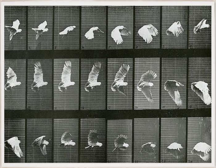 Natural Curiosities Animals in Motion Art