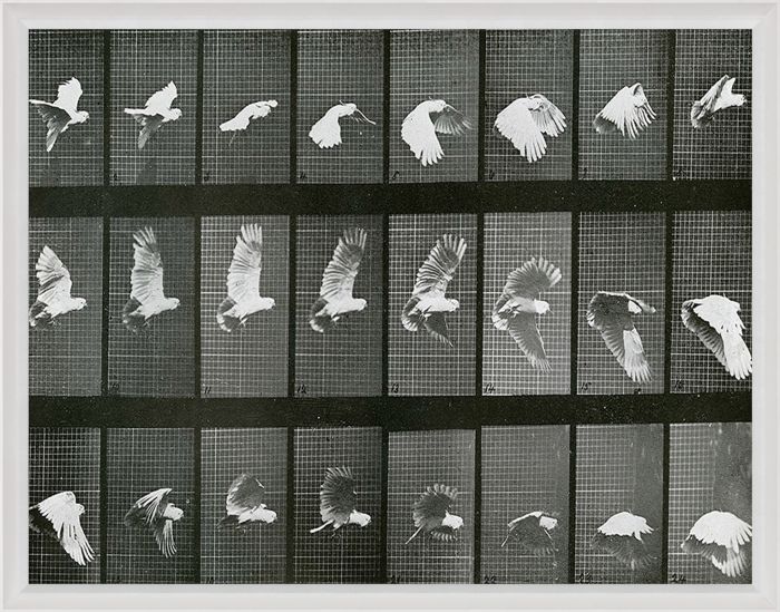 Natural Curiosities Animals in Motion Art