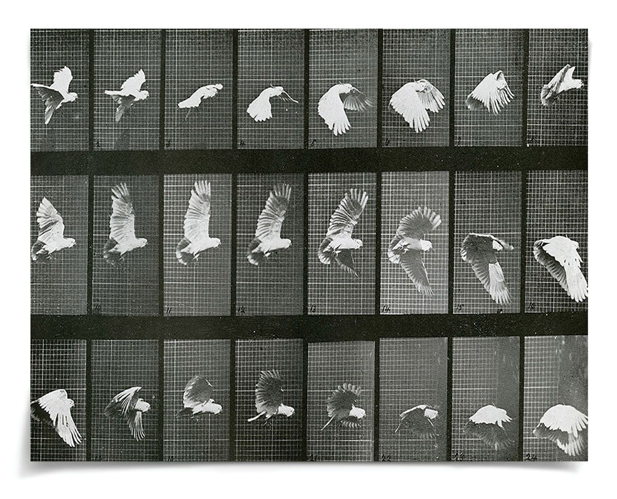 Natural Curiosities Animals in Motion, Doves No. 1 Art