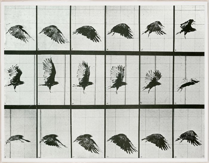 Natural Curiosities Animals in Motion Art