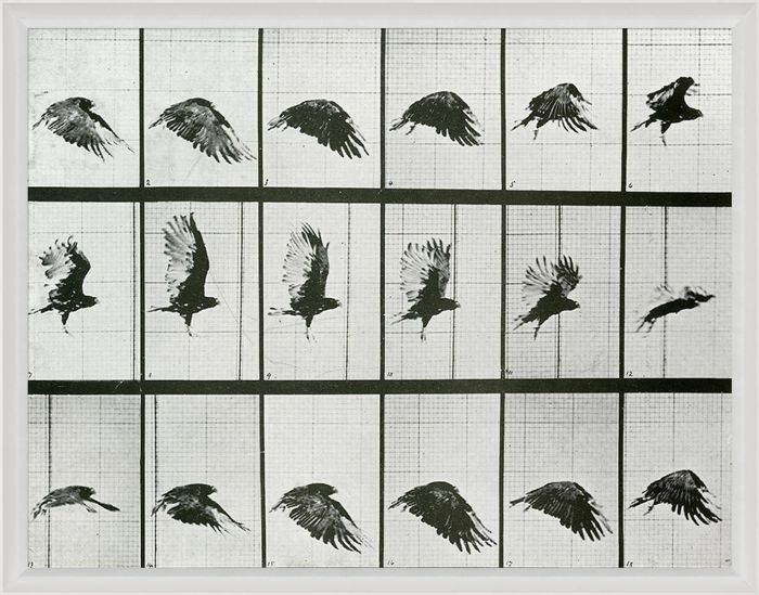 Natural Curiosities Animals in Motion Art