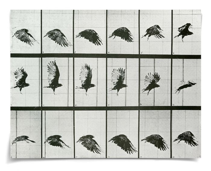 Natural Curiosities Animals in Motion Art