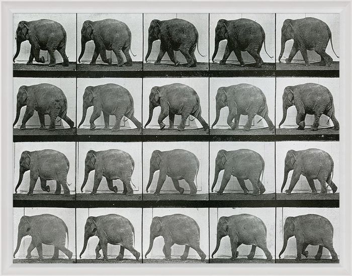 Natural Curiosities Animals in Motion Art