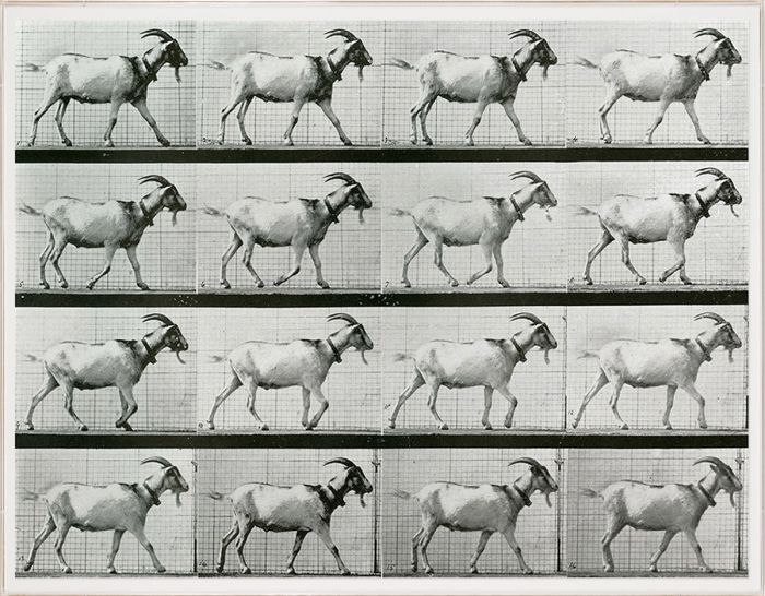 Natural Curiosities Animals in Motion Art