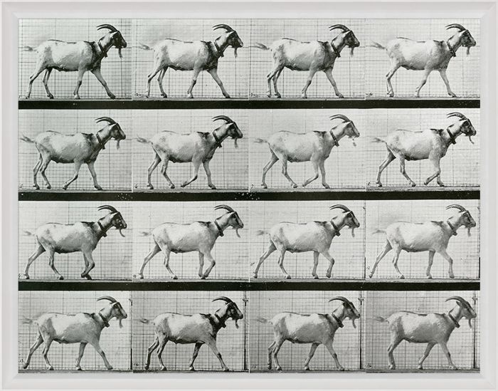 Natural Curiosities Animals in Motion Art