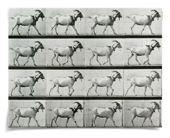 Natural Curiosities Animals in Motion Art