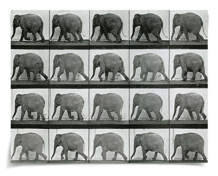 Natural Curiosities Animals in Motion Art