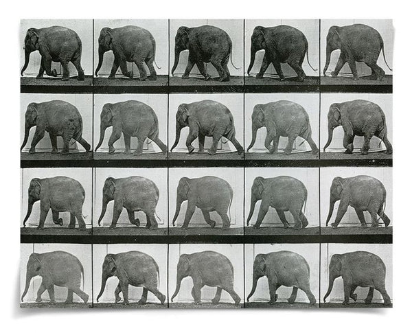 Natural Curiosities Animals in Motion Art - Ivy Home