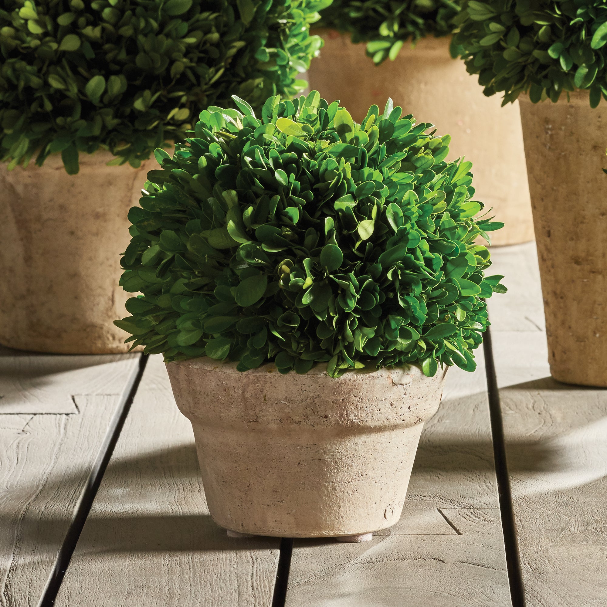 Napa Home And Garden Boxwood Ball In Pot Medium