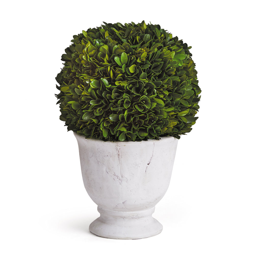 Napa Home And Garden Boxwood Cone Topiary In Pot