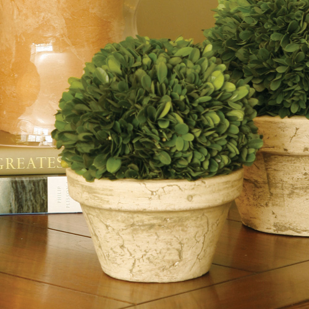 Napa Home And Garden Boxwood Ball In Pot Medium